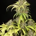 Sour Pupil mmj seeds, bred by MMS
