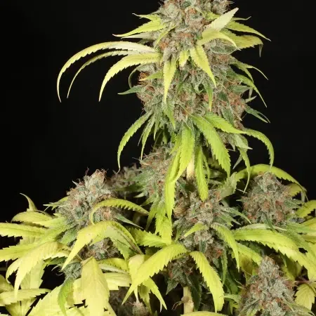 Sour Pupil mmj seeds, bred by MMS