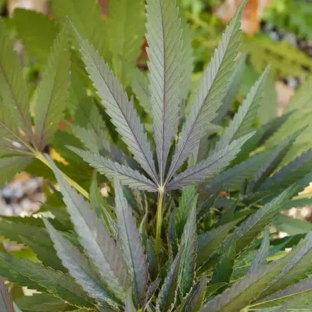 Dandelion Gum V3 cannabis seeds