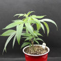 Dragonsblood Hashplant, cannabis plant with red sap