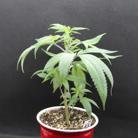 Dragons Blood Hashplant, bred by Bodhi