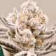 Truffaloha S1 cannabis seeds
