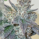 White Burgundy cannabis seeds, bred by Be Leaf