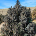 Black Tiger Balochistan marijuana seeds