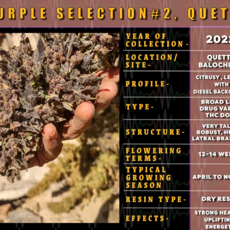 Quetta XXL Purple Selection #2 | Indian Landrace Exchange