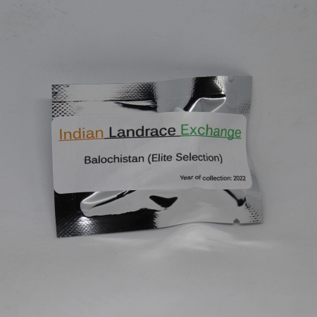Balochistan Elite Selections cannabis seed pack