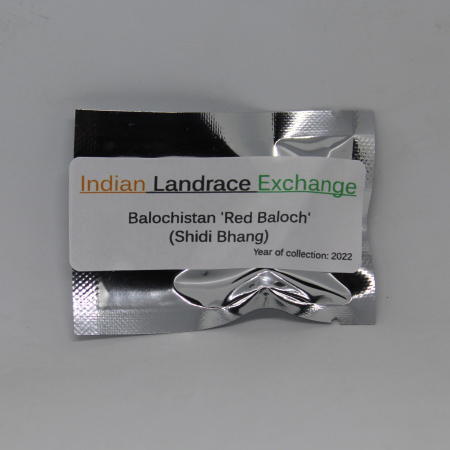 Red Baloch Shidi Bang Heirloom cannabis seeds