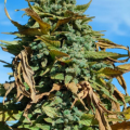 Kings Bud (Farmers Selection) cannabis seeds