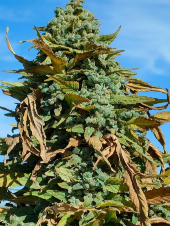 Kings Bud (Farmers Selection) cannabis seeds