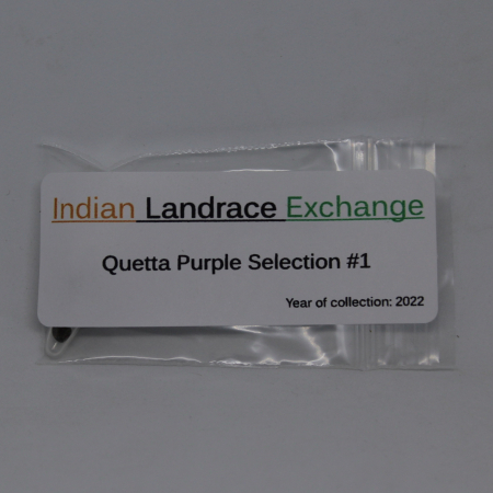 Indian Landrace Exchange cannabis seeds | Quetta Purple Selection #1