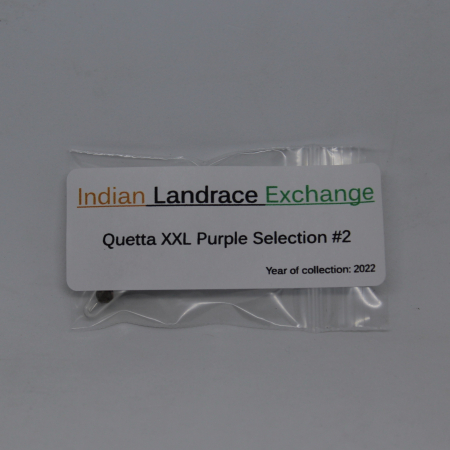 Indian Landrace Exchange cannabis seeds | Quetta XXL Purple Selection #2