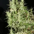 Laos Cannabis