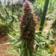 Lillikoi Moon pink pistil cannabis plant