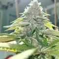 Chem Pupil cannabis seeds bred by Mass Medical Strains