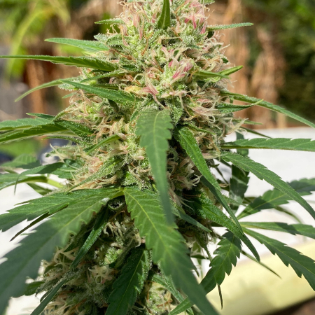 Pink pistil cannabis plant