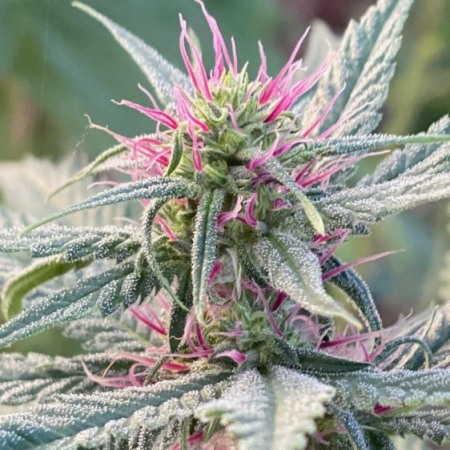 Shiva Sun marijuana seeds
