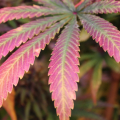 Huckleberry Pepper cannabis leaf