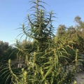 Laos Highland marijuana seeds