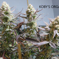 Koby's Organics