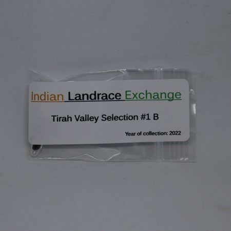 Tirah Vallley Landrace #1 B cannabis seeds Indian Landrace Exchange