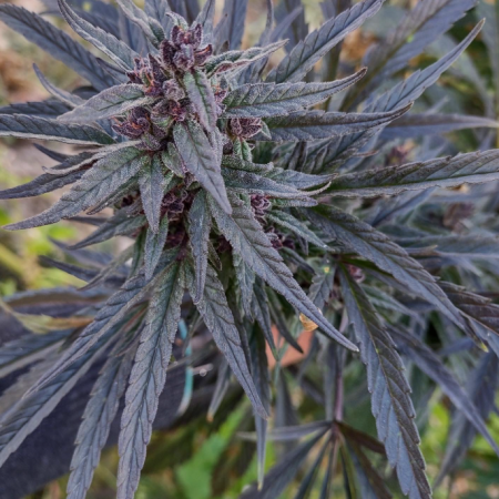 Gilgit Baltistan mmj seeds Selection #2 cannabis seeds