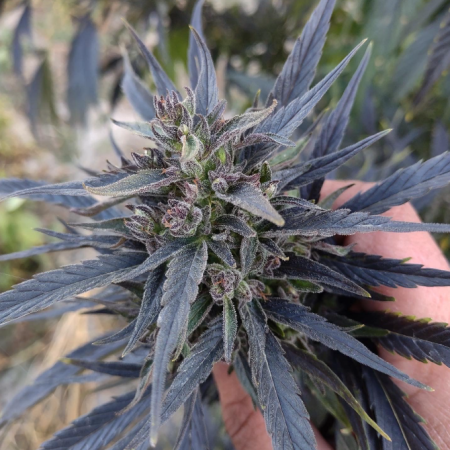 Gilgit Baltistan marijuana seeds Selection #3 Indian Landrace Seeds