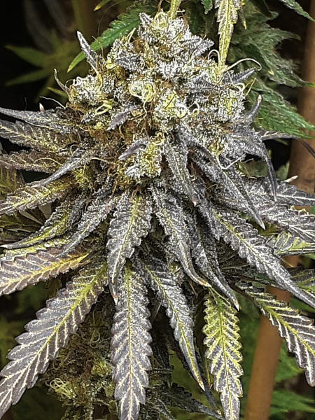 Straight Jacket marijuana seeds | Koby's Organics