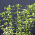 SMCG cannabis plants