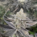 Platinum Oreoz S1 cannabis seeds