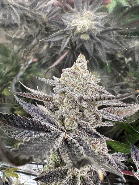 Platinum Oreoz S1 cannabis seeds