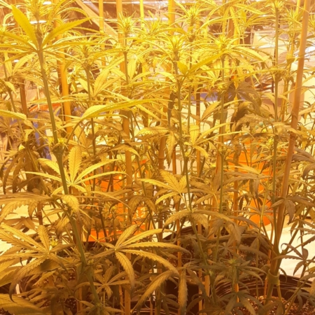 Santa Marta Columbian Gold cannabis strain