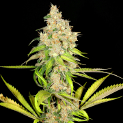 Doggiestyle V2 cannabis seeds | Mass Medical Strains