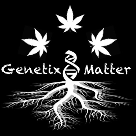 Genetix Matter cannabis seed brand