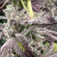 Off-White cannabis seeds | Genetix Matter