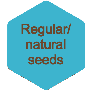 Regular/ naturally bred cannabis seeds