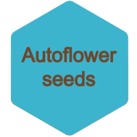 Auto-flower
