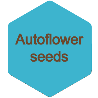 Autoflower ruderalis cannabis seeds
