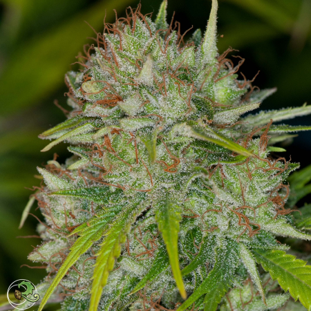 Cough Bx2 mmj strain | Relic Seeds