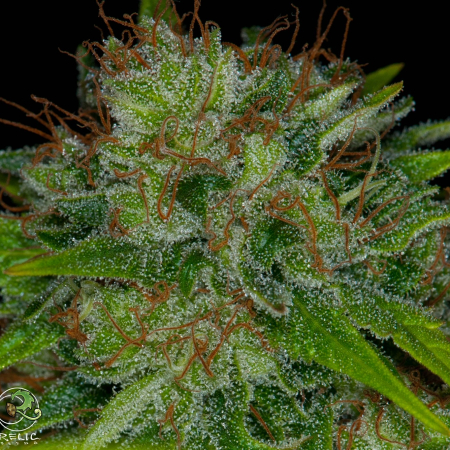 Cough Bx3 cannabis seeds