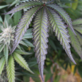 Powdery mildew resistant cannabis