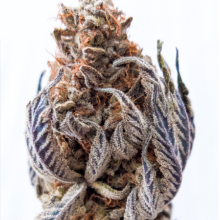 GSC original cannabis strain