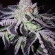 GSC S1 cannabis seeds