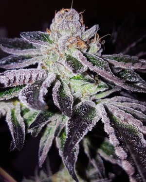 GSC S1 cannabis seeds