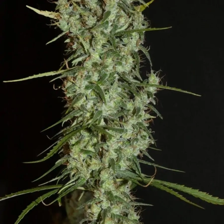 Maharaja Haze cannabis seeds