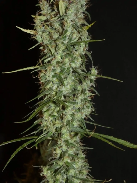 Maharaja Haze cannabis seeds
