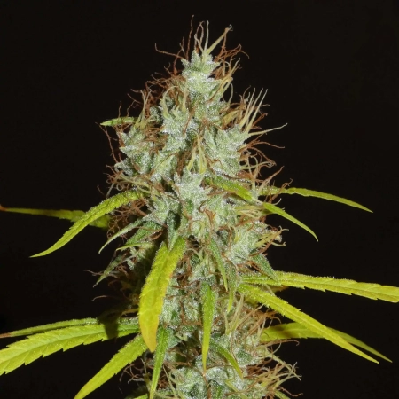 Maharaja cannabis seeds | Khalifa Genetics