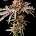 Amorino cannabis seeds