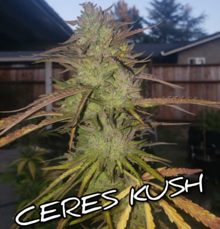 Ceres Kush mmj seeds