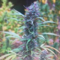Purple Rose Rebreed cannabis seeds