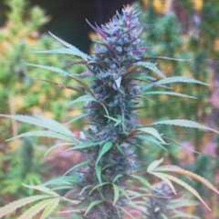 Purple Rose Rebreed cannabis seeds